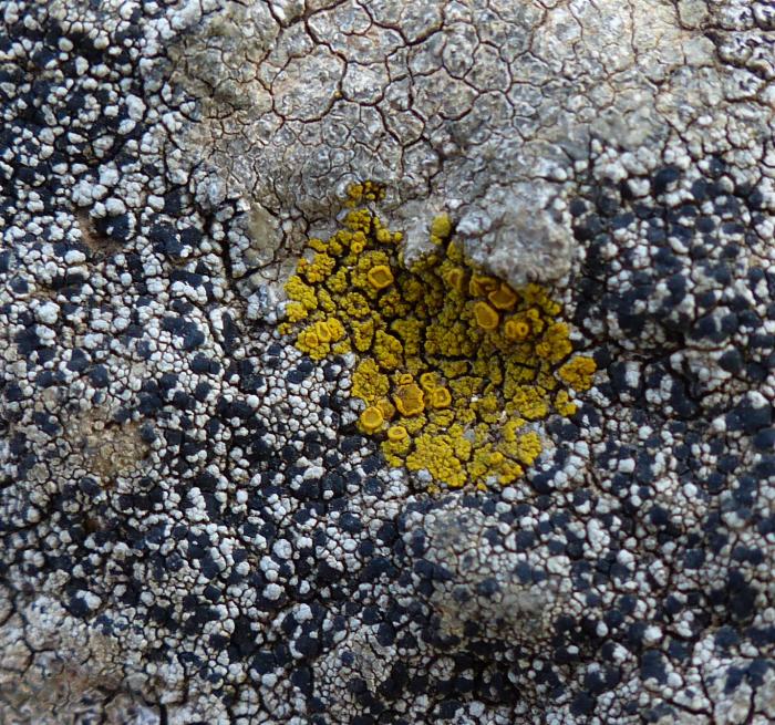 Candelariella vitellina (Ehrh.) Müll. Arg., 1894