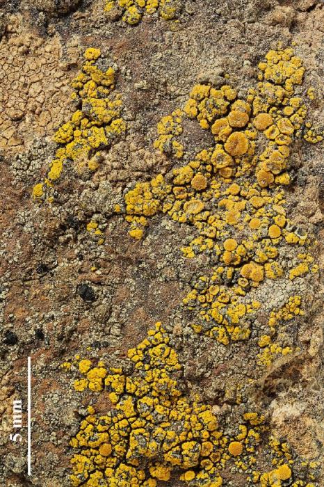 Candelariella vitellina (Ehrh.) Müll. Arg., 1894