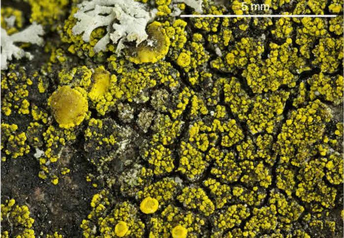 Candelariella vitellina (Ehrh.) Müll. Arg., 1894