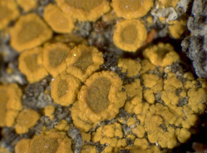 Candelariella vitellina (Ehrh.) Müll. Arg., 1894