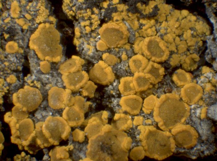 Candelariella vitellina (Ehrh.) Müll. Arg., 1894