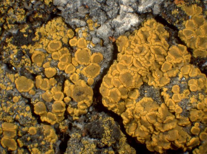 Candelariella vitellina (Ehrh.) Müll. Arg., 1894