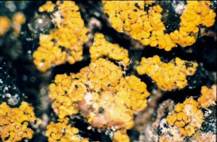 Candelariella vitellina (Ehrh.) Müll. Arg., 1894
