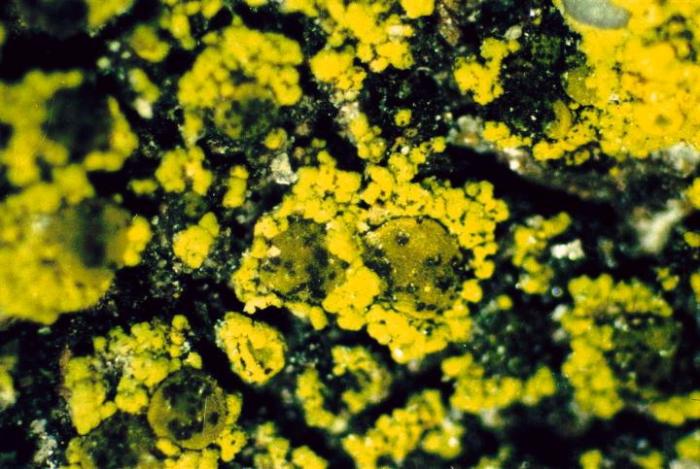 Candelariella vitellina (Ehrh.) Müll. Arg., 1894