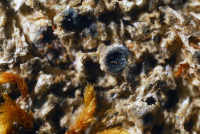 © Domenico Puntillo