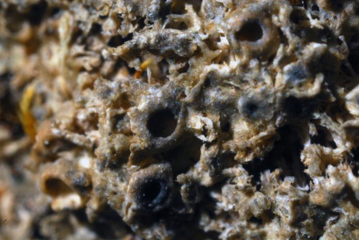 © Domenico Puntillo