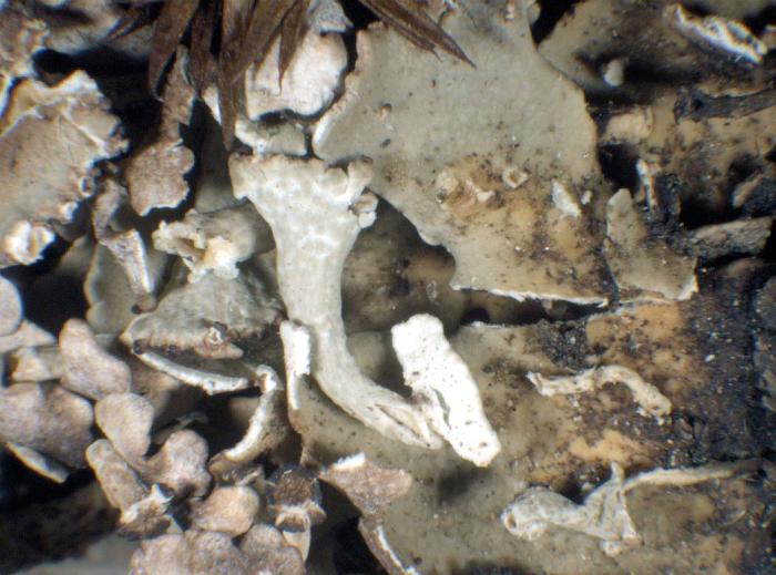 Cladonia cervicornis (Ach.) Flot., 1849