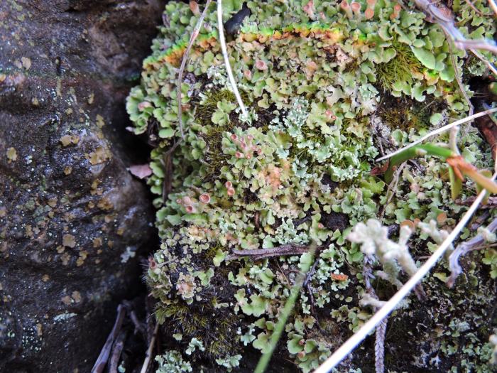 Cladonia cervicornis (Ach.) Flot., 1849