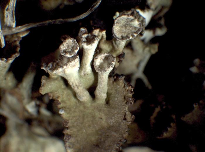 Cladonia cervicornis (Ach.) Flot., 1849