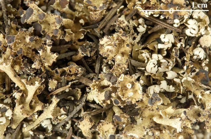 Cladonia cervicornis (Ach.) Flot., 1849