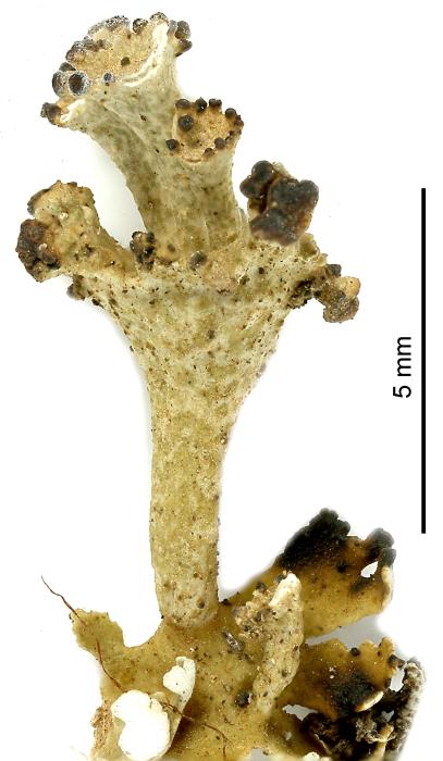 Cladonia cervicornis (Ach.) Flot., 1849