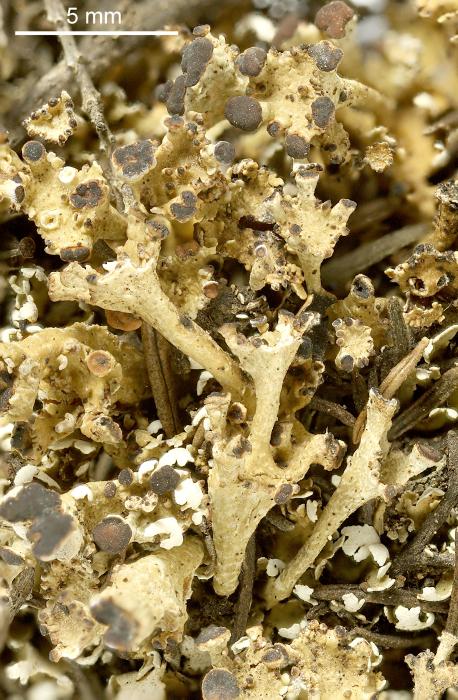 Cladonia cervicornis (Ach.) Flot., 1849