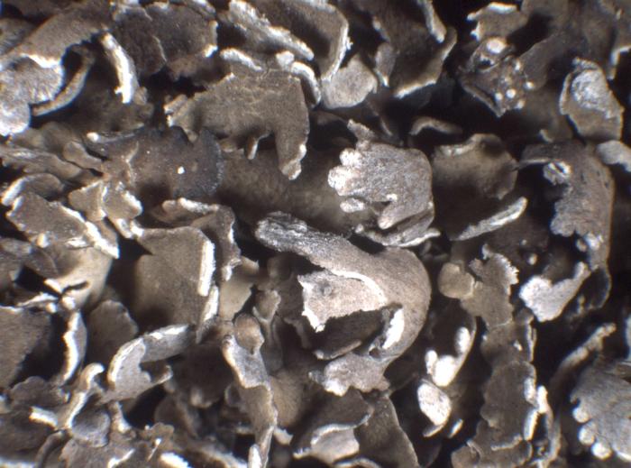 Cladonia cervicornis (Ach.) Flot., 1849
