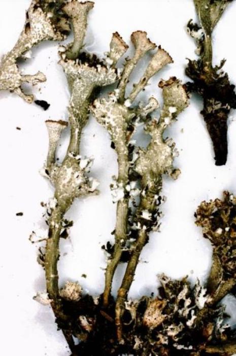 Cladonia cervicornis (Ach.) Flot., 1849