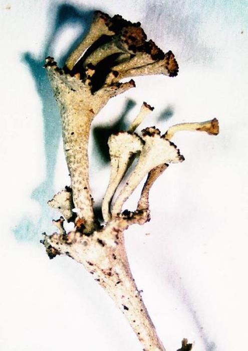 Cladonia cervicornis (Ach.) Flot., 1849