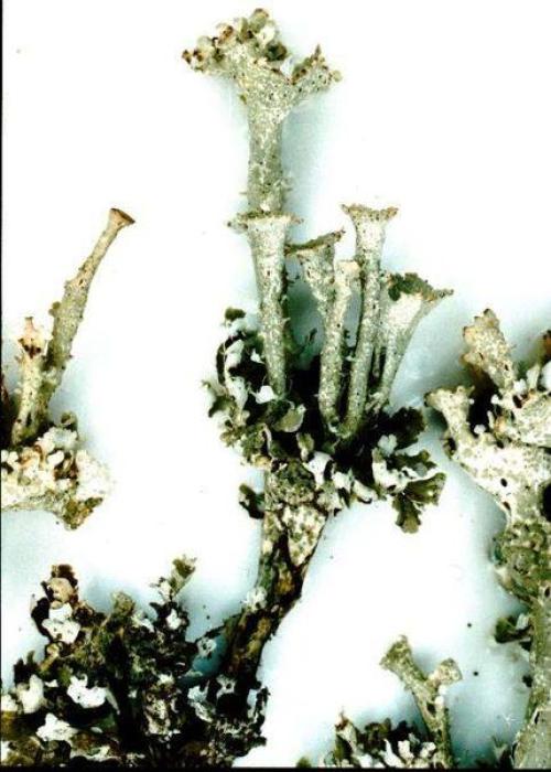 Cladonia cervicornis (Ach.) Flot., 1849