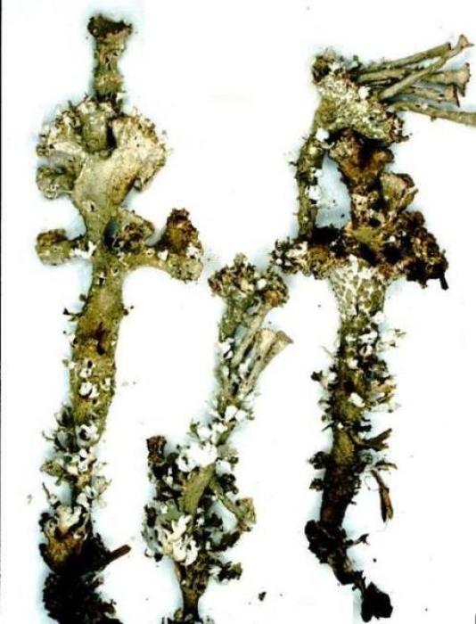Cladonia cervicornis (Ach.) Flot., 1849