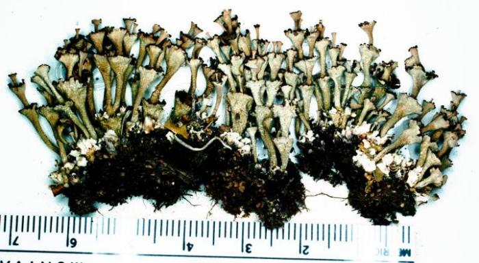 Cladonia cervicornis (Ach.) Flot., 1849