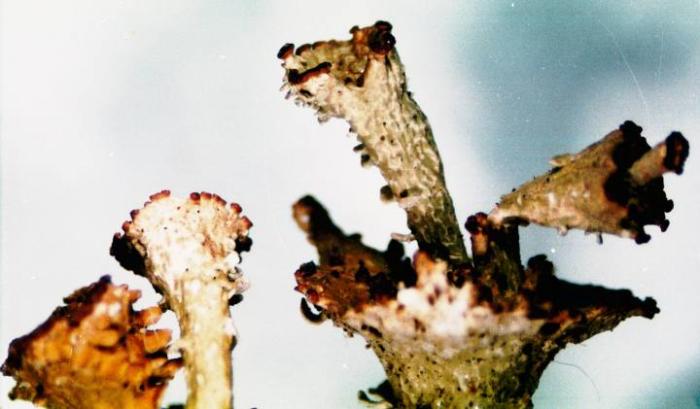 Cladonia cervicornis (Ach.) Flot., 1849
