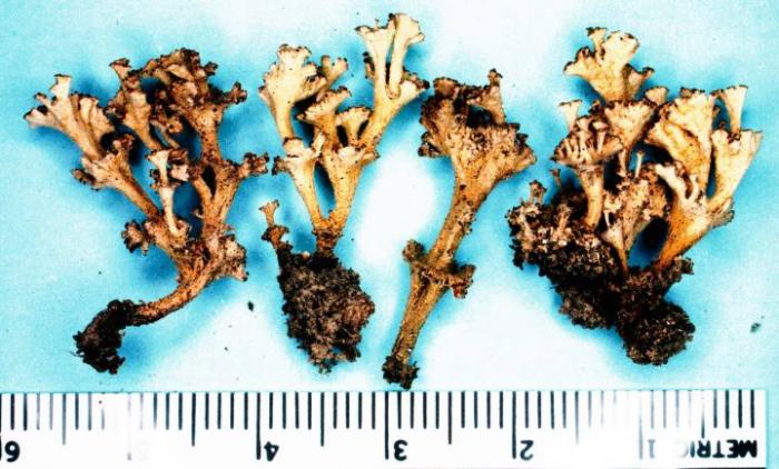 Cladonia cervicornis (Ach.) Flot., 1849