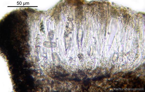 Rhizocarpon reductum Th. Fr., 1874