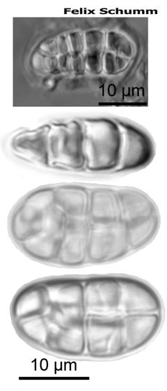 Rhizocarpon reductum Th. Fr., 1874