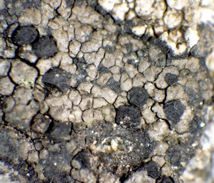 Rhizocarpon reductum Th. Fr., 1874