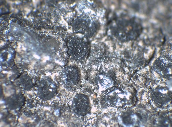 Rhizocarpon reductum Th. Fr., 1874