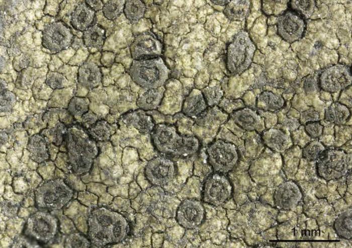 Rhizocarpon reductum Th. Fr., 1874