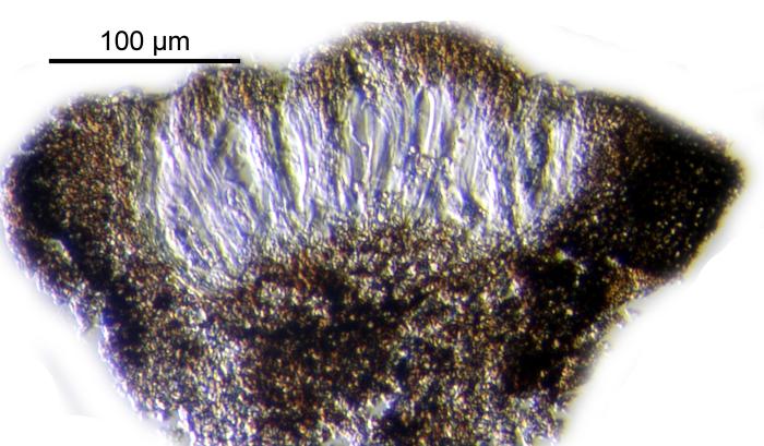 Rhizocarpon reductum Th. Fr., 1874