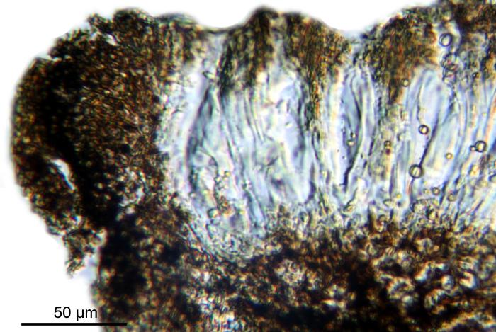 Rhizocarpon reductum Th. Fr., 1874