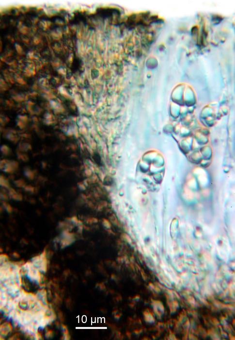 Rhizocarpon reductum Th. Fr., 1874
