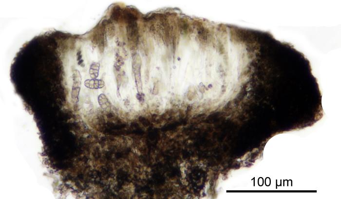 Rhizocarpon reductum Th. Fr., 1874