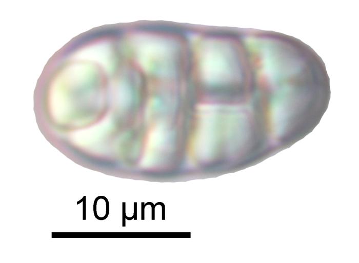 Rhizocarpon reductum Th. Fr., 1874