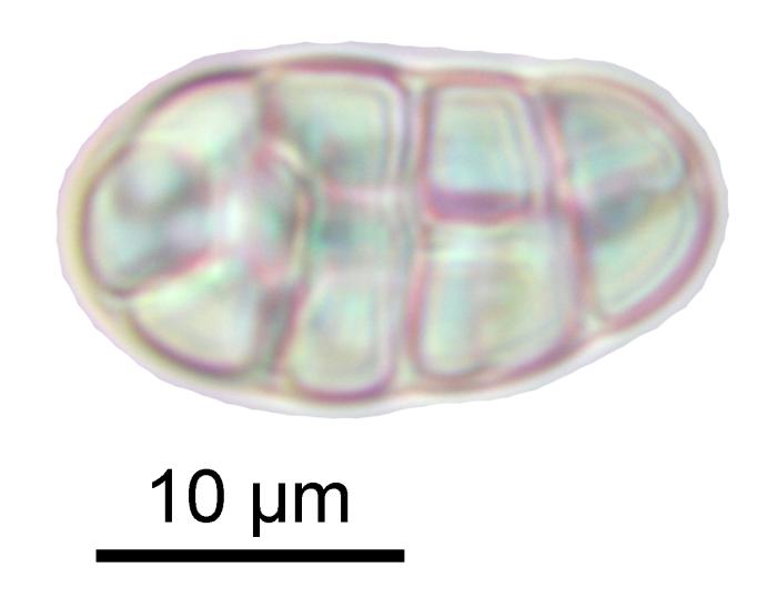Rhizocarpon reductum Th. Fr., 1874