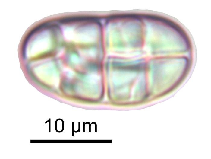 Rhizocarpon reductum Th. Fr., 1874