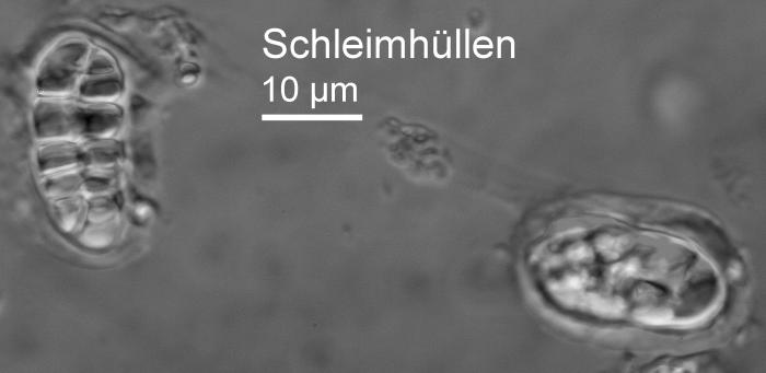 Rhizocarpon reductum Th. Fr., 1874