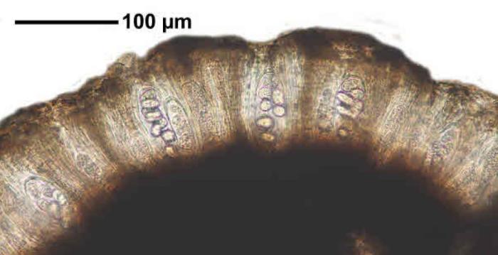 Rhizocarpon reductum Th. Fr., 1874
