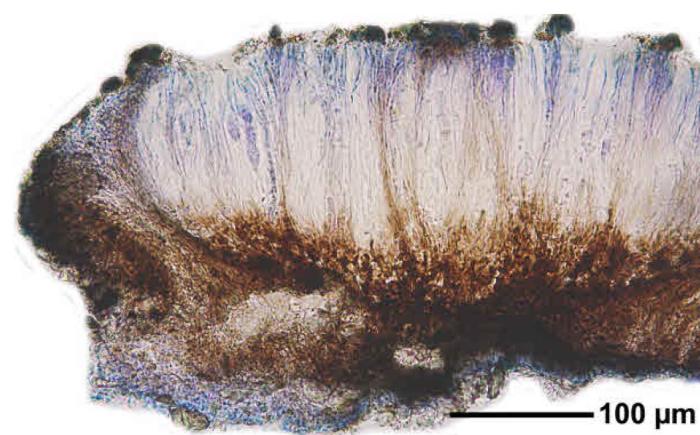 Rhizocarpon reductum Th. Fr., 1874