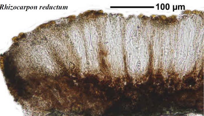 Rhizocarpon reductum Th. Fr., 1874
