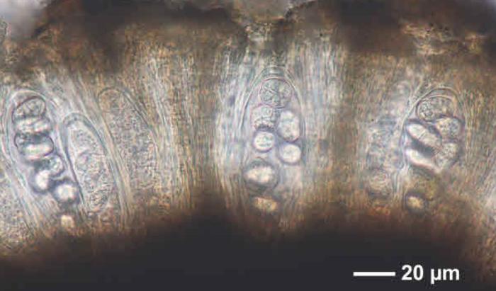 Rhizocarpon reductum Th. Fr., 1874