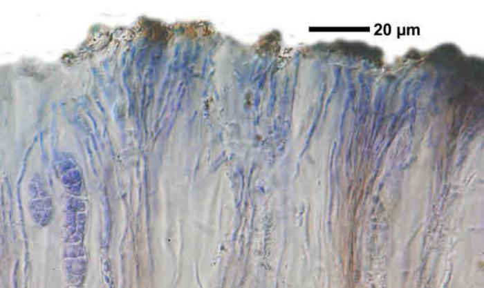 Rhizocarpon reductum Th. Fr., 1874