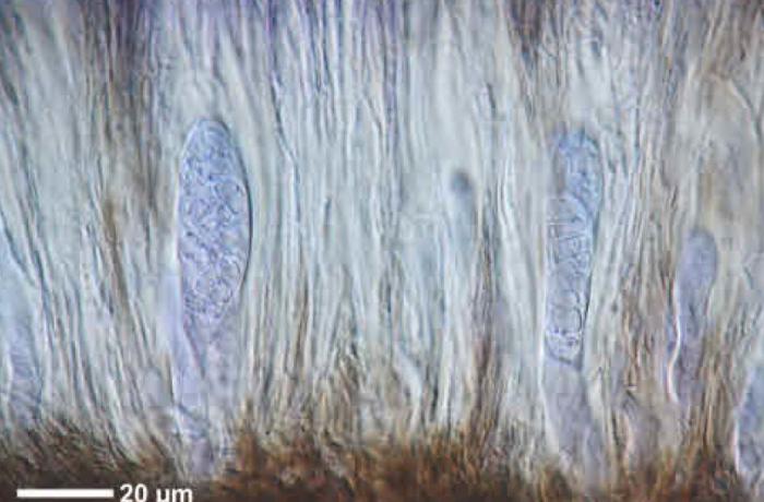 Rhizocarpon reductum Th. Fr., 1874