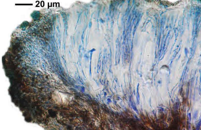 Rhizocarpon reductum Th. Fr., 1874