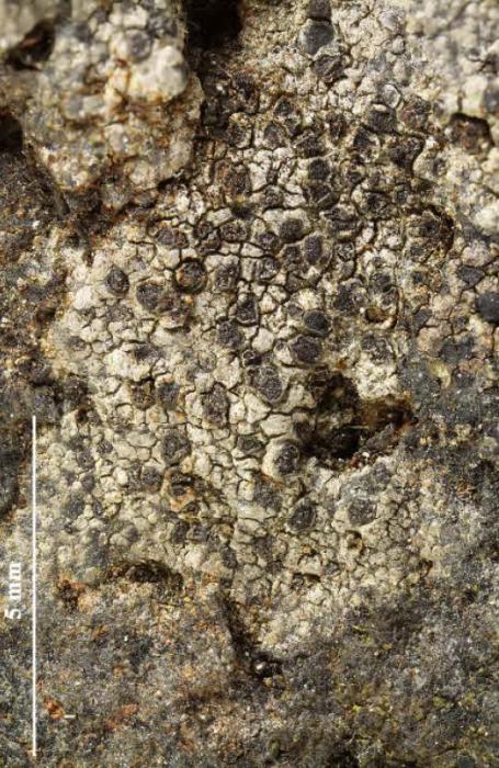 Rhizocarpon reductum Th. Fr., 1874