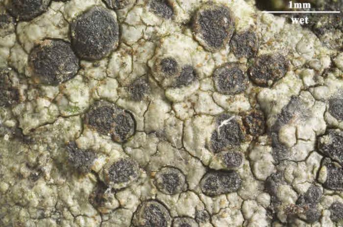 Rhizocarpon reductum Th. Fr., 1874