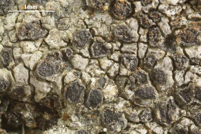 Rhizocarpon reductum Th. Fr., 1874