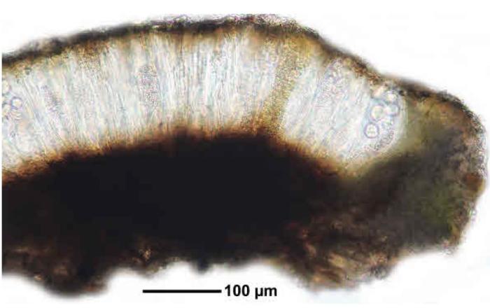 Rhizocarpon reductum Th. Fr., 1874