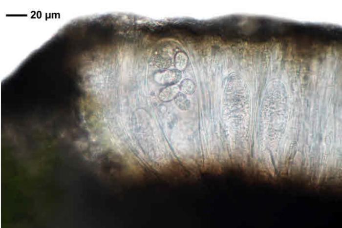 Rhizocarpon reductum Th. Fr., 1874