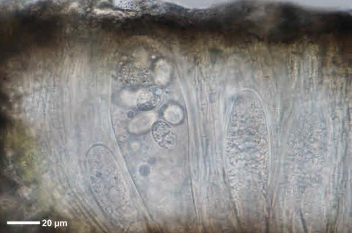 Rhizocarpon reductum Th. Fr., 1874